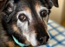 pancreatite nel cane la dieta corretta da seguire