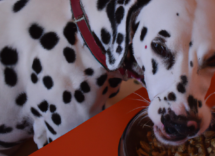 perche i cani mangiano poco in estate cause e consigli utili