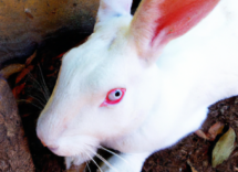 perche i conigli hanno gli occhi rossi