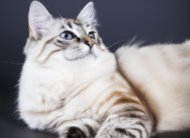 perche i gatti hanno i baffi 5 curiosita
