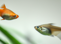 perche i pesci dellacquario si rincorrono