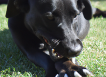 perche il cane si morde le zampe cause e rimedi