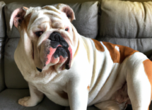 perche il cane tossisce cause e consigli utili