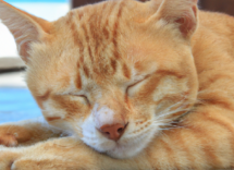 perche il gatto fa le fusa mentre dorme i motivi