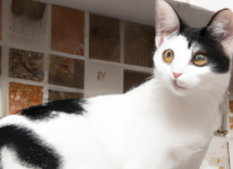 perche il gatto non si fa accarezzare