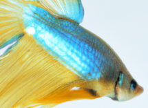 pesci combattenti con chi possono stare le specie compatibili