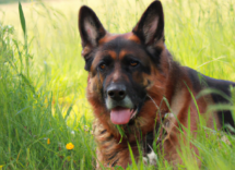 qual e la razza di cane piu intelligente