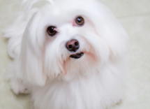 sindrome di cushing cose sintomi e cura