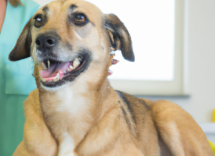 vaccinazioni obbligatorie per cani quali sono e quando farle