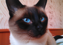 vermi nel gatto sintomi cause e rimedi naturali