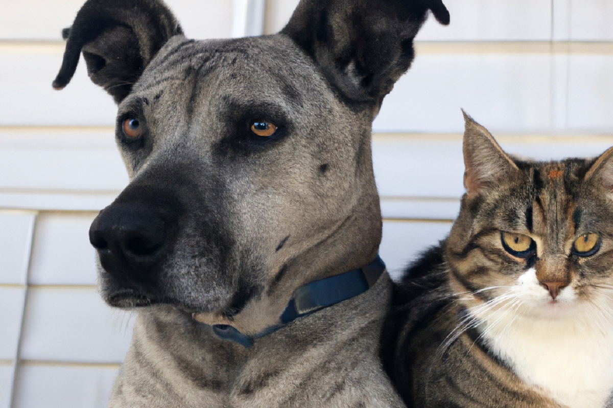 amicizia tra cane e gatto consigli per una buona convivenza