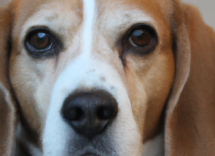 beagle carattere e comportamento