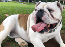 bulldog inglese caratteristiche fisiche e comportamentali
