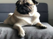 Carlino
