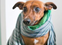 come aiutare il tuo cane post operazione consigli utili