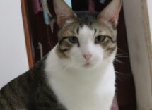 come aiutare il tuo gatto post operazione consigli utili