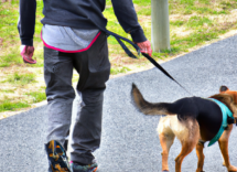 come calcolare leta di un cane in anni umani