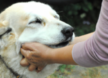 come il tuo cane ti dice ti amo scopriamo il linguaggio canino