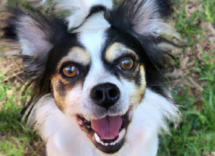 come stancare un cane agitato giochi e attivita