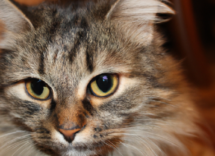 come tagliare le unghie al gatto consigli utili