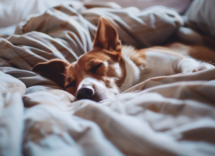 contentcreativestudio a dog sleeps in bed with its owner 01c9fce2 eb38 41e0 84ff d1980deec597