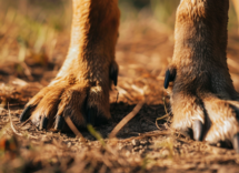 contentcreativestudio the spur in the dogs paws 6683d279 e4c5 4972 b727 4b40d8f624cd