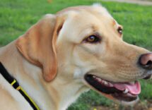 cosa fare se il cane non torna a casa