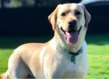 labrador retriever caratteristiche fisiche e comportamentojpg