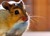 perche il mio criceto morde la gabbia i motivi