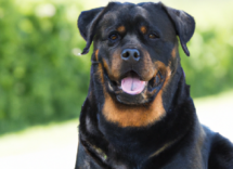 rottweiler caratteristiche fisiche e comportamento