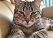 tigna del gatto cose sintomi e cura