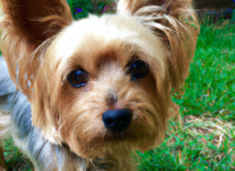 yorkshire terrier carattere e comportamento