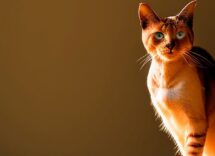 assicurazione sanitaria per gatti quanto costa e cosa copre