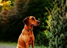 cimurro nel cane cose sintomi e cure