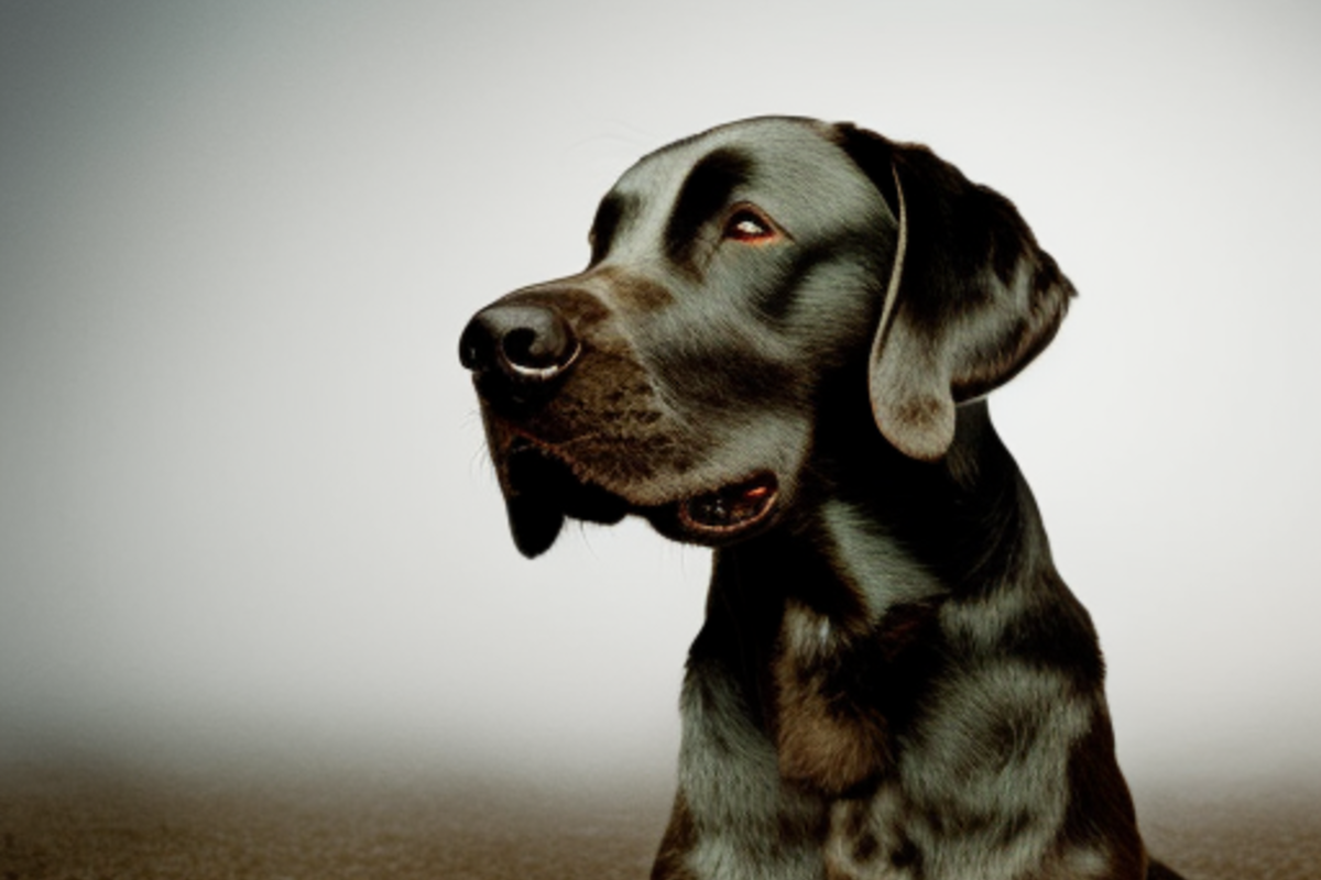 come aiutare il tuo cane se ha paura del veterinario consigli utili