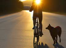 come andare in bici con il cane consigli utili