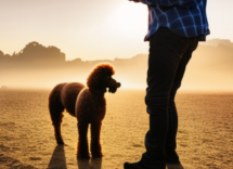 come insegnare al cane a non allontanarsi dal padrone