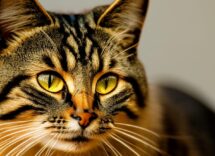 insufficienza renale nel gatto sintomi iniziali e cura