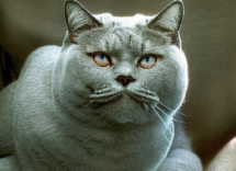 malattie piu comuni nei gatti quali sono e come prevenirle