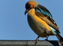 perche gli uccelli mangiano i sassi le motivazioni