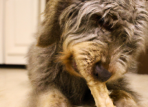 snack naturali essiccati per cani come prepararli