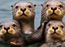 5 curiosità sulla lontra