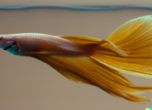 acquari di piccole dimensioni i pesci ideali