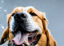 Allergie primaverili nei cani