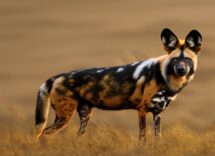 cani selvatici come vivono e si comportano i canidi in liberta