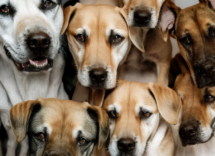 Come aiutare i rifugi di animali in caso di emergenza