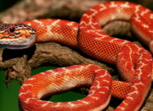 Come allevare uova di serpente