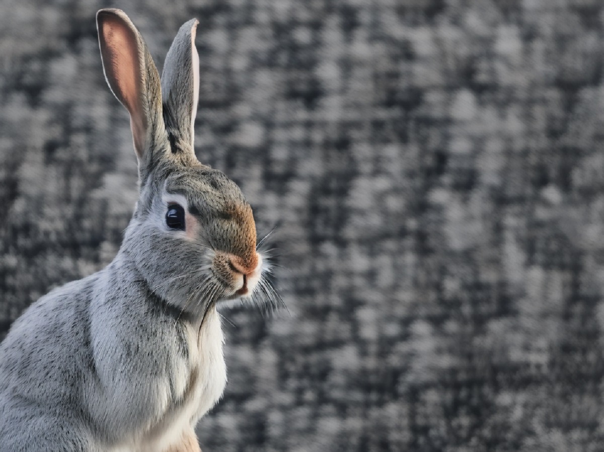 comportamento dei conigli come comunicano tra di loro