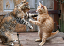 contentcreativestudio two cats fight in the house ae2d20ac 791f 4f31 9007 787c838b7c39