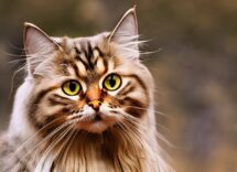 gatto siberiano carattere comportamento e consigli